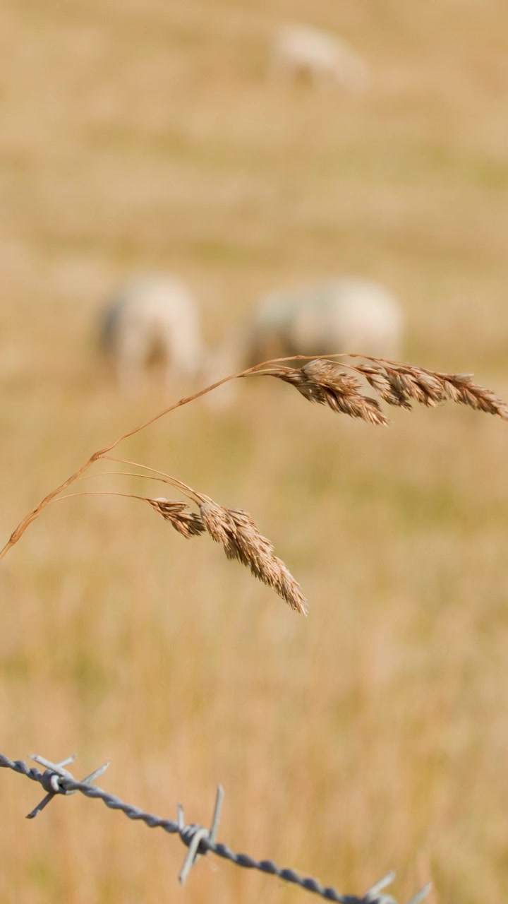 Macro view of wild grass and barbed wire, sheep grazing in soft-focus summer meadow background