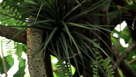 planta rosa tropical que crece en los árboles