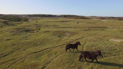 aerial: the dune nature reserve of oostkapelle with grazing ponies