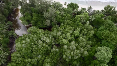 Mahe-seychelles-cinematic-rotating-drone-shot-over-lush-vegetation-and-small-river,-reflection-of-the-water-and-revealing-the-beach