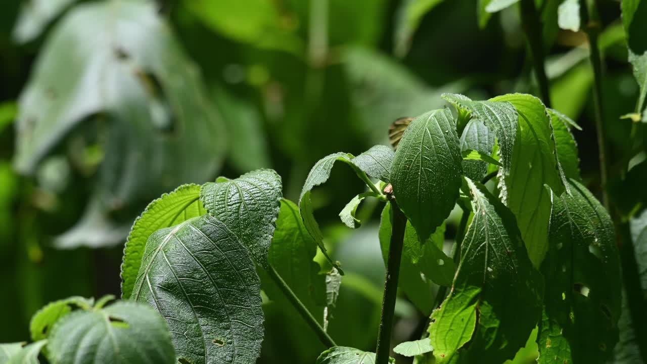gran punta naranja, hebomoia glaucippe, parque nacional kaeng krachan, patrimonio mundial de la unesco, tailandia