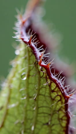 close-up of a spiky plant with water droplets