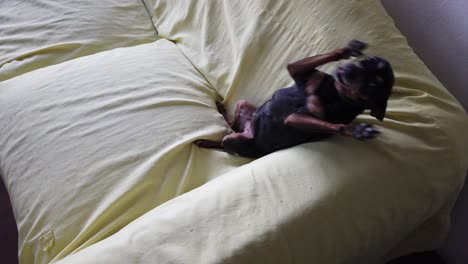 pequeño pin pincher perro marrón negro juega feliz celebrando en casa sofá lugar chill, mascota de casa dar la bienvenida a su dueño