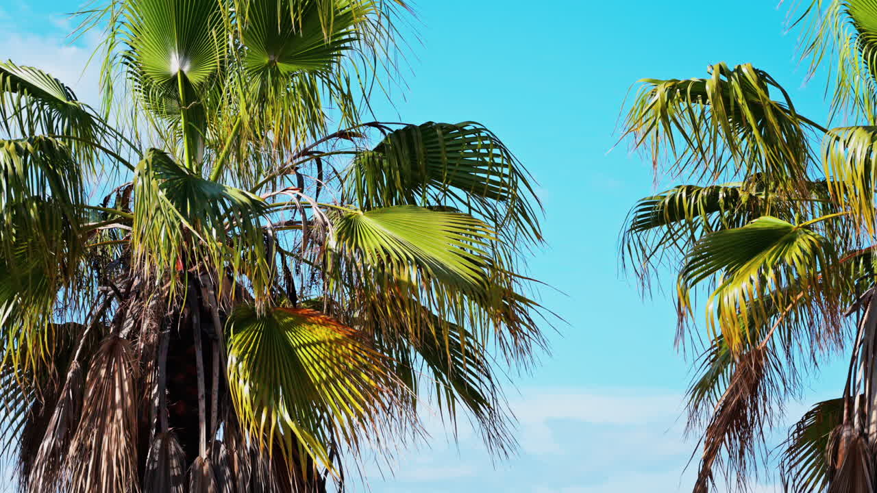 Close up of palm trees on the beach with the blue sky on the background