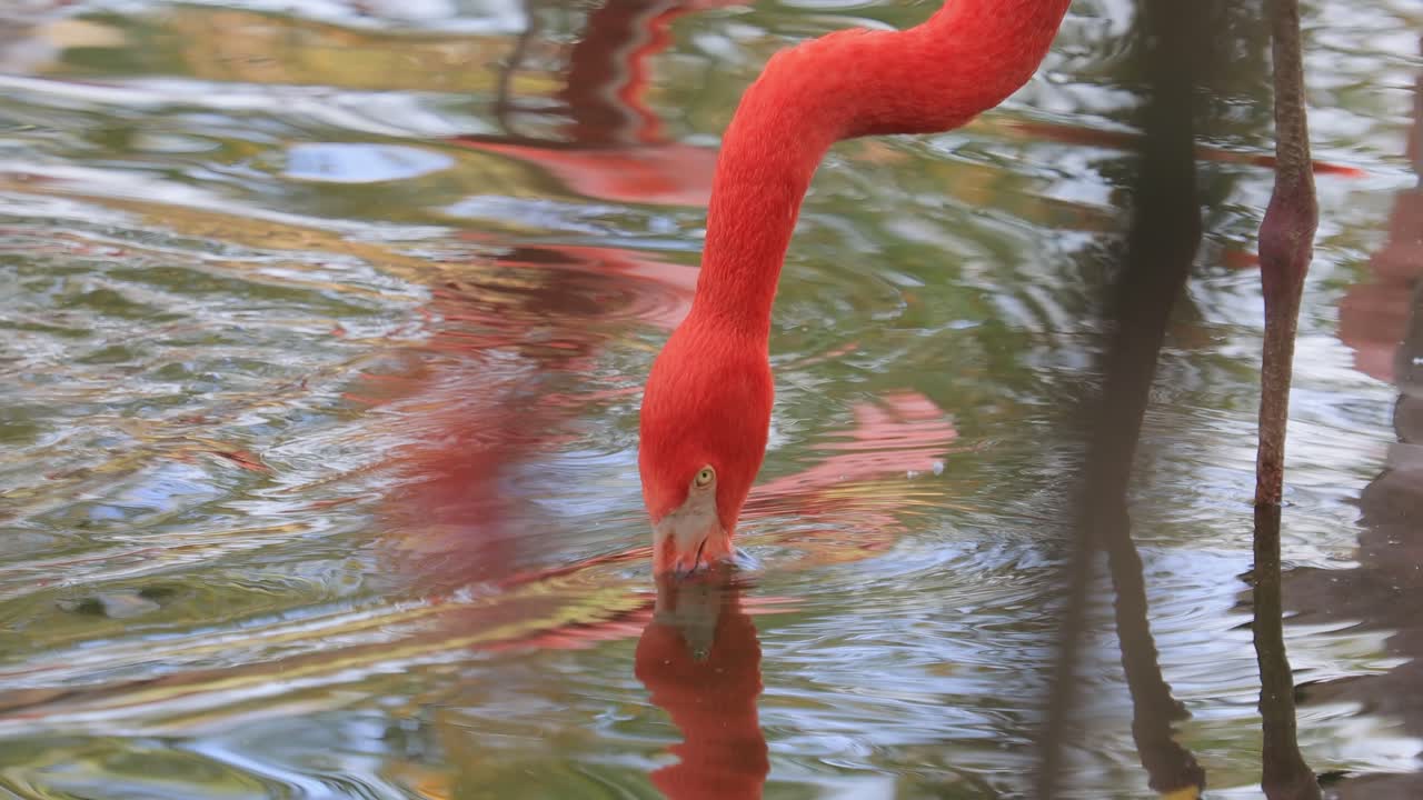 플라밍고 또는 플라밍고 (flamingo) 는 페니코프테리포르메스 (phoenicopteriformes) 의 유일한 조류 가족인 페니코프테리포르메스 (phoenicopteridae) 에 속하는 조류의 일종이다.