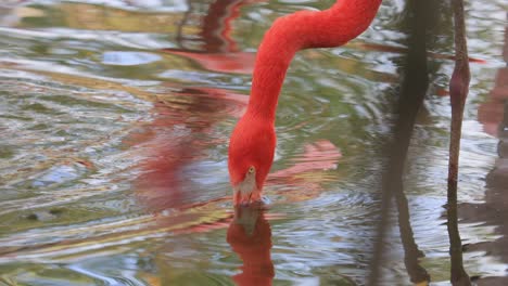플라밍고 또는 플라밍고 (flamingo) 는 페니코프테리포르메스 (phoenicopteriformes) 의 유일한 조류 가족인 페니코프테리포르메스 (phoenicopteridae) 에 속하는 조류의 일종이다.