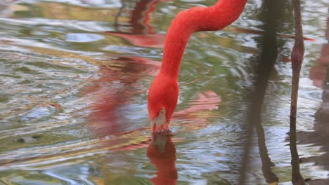 flamingos or flamingoesare a type of wading bird in the family phoenicopteridae, the only bird family in the order phoenicopteriformes.