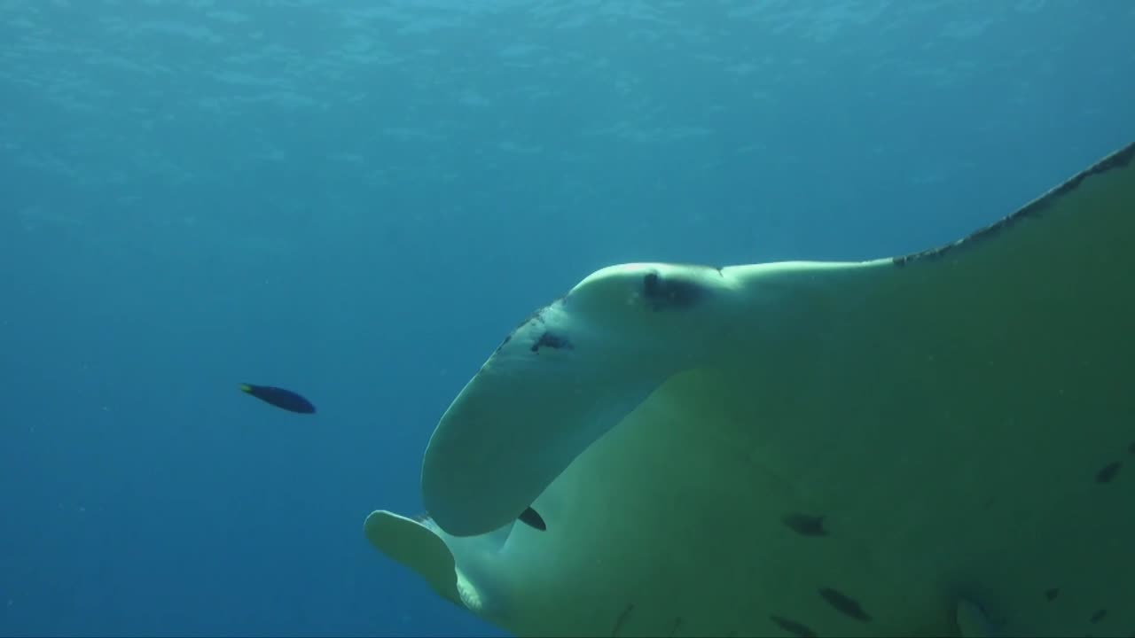 Giant Manta Ray Underwater