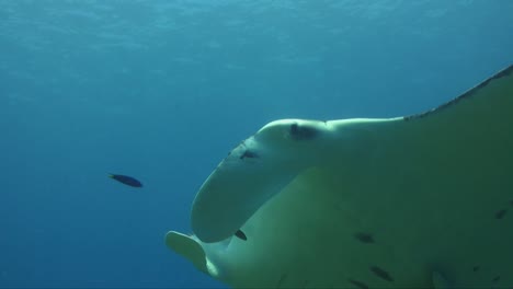 giant manta ray underwater