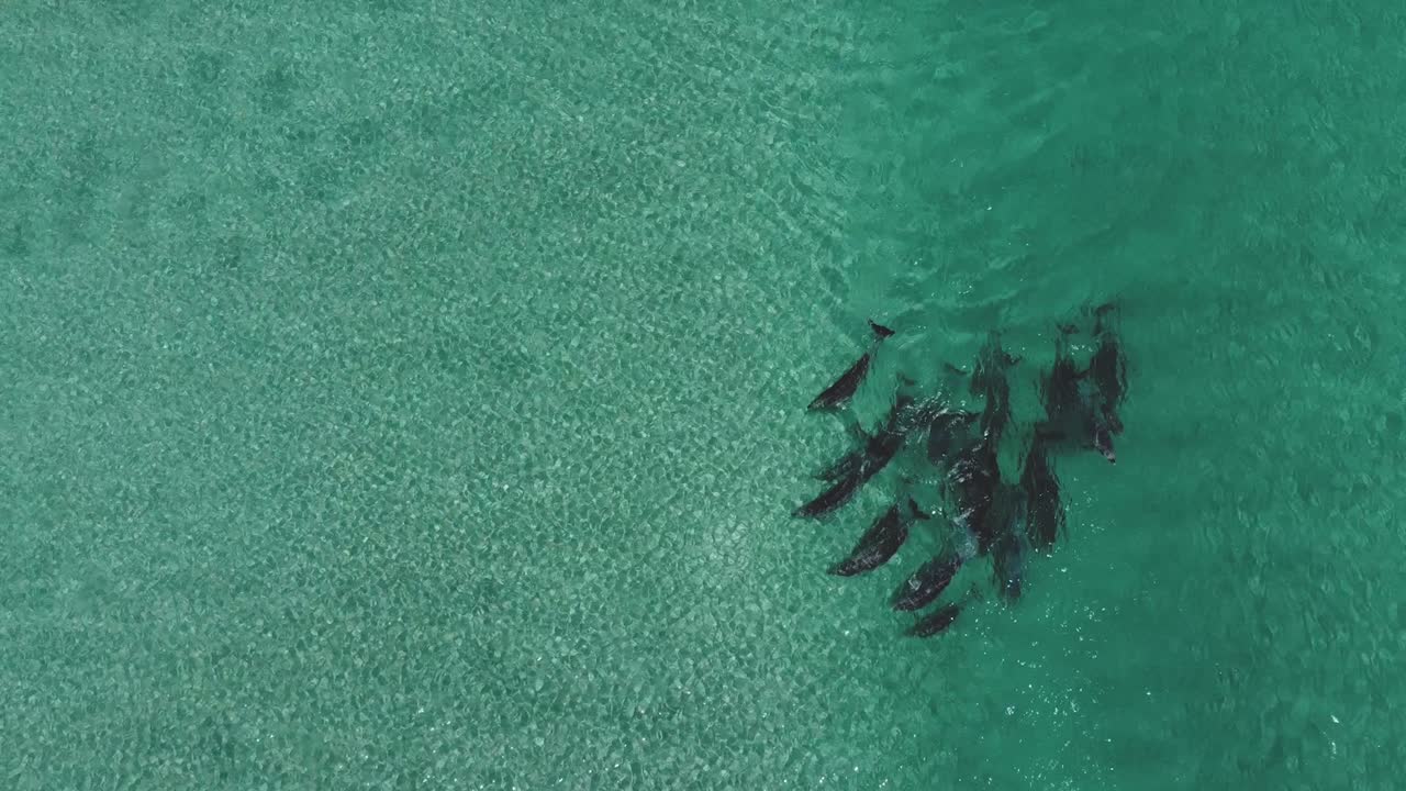 돌고래 집단 의 공중 사진
