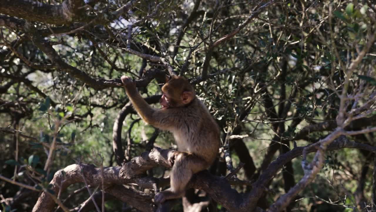 mono adulto rascándose y huyendo de la cámara en un árbol