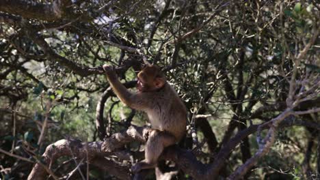 Mono-Adulto-Rascándose-Y-Huyendo-De-La-Cámara-En-Un-árbol