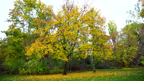 Paisaje-Idílico-De-árbol-Amarillo-En-Otoño-Con-Hojas-Doradas-En-El-Suelo