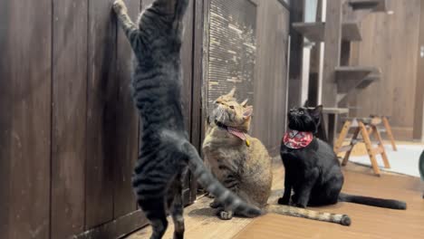 japan rescue cat cafe jumping up