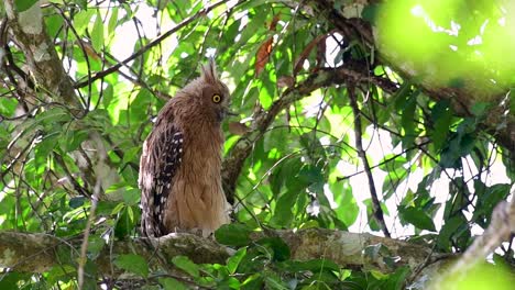 魚烏 (buffy fish owl) 是一個大型烏,但卻是四種烏中最小的