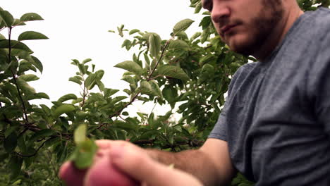 hombre adulto recogiendo manzanas frescas y maduras del árbol en el huerto