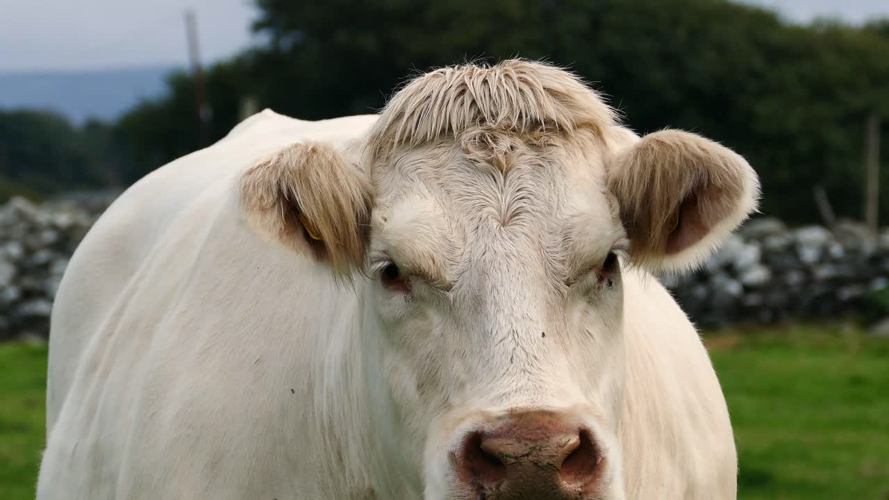 북쪽 웨일즈의 바머스, llanaber 및 gwynedd 지역에서 촬영된 크림 상 벨지안 블루 암소