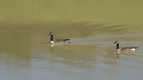 Gänse-Schwimmen-Im-See