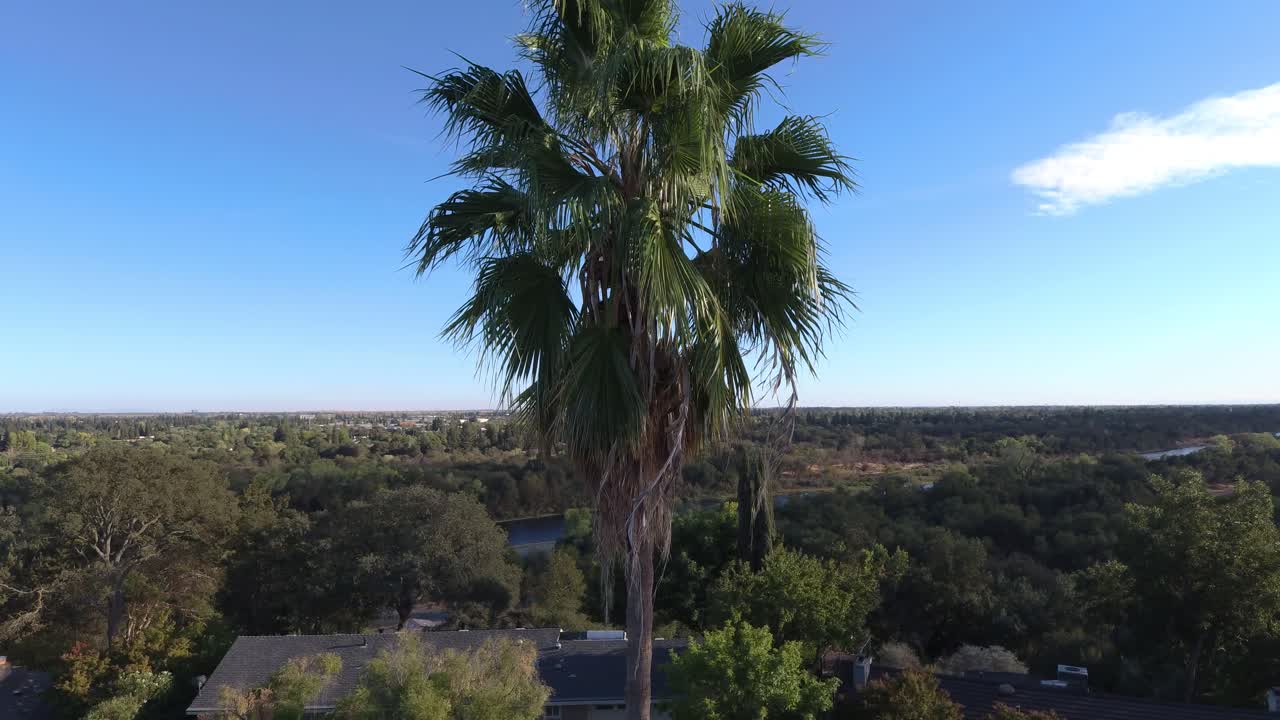 드론이 그린벨트 높은 곳의 야자나무에 날아갑니다.