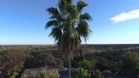 Drone-Vuela-Hacia-Una-Palmera-Muy-Por-Encima-Del-Cinturón-Verde