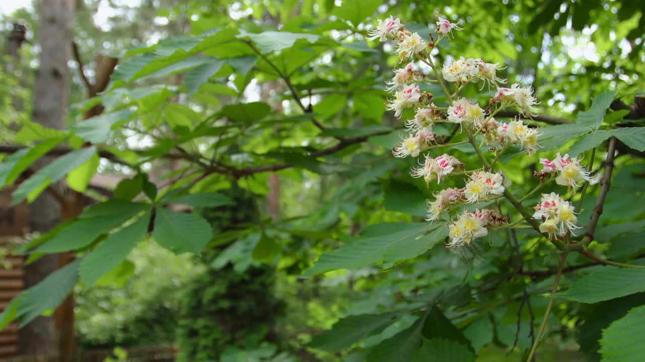 Chestnut Blossoms in a Forest
