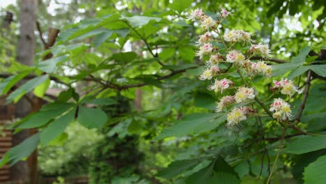 chestnut blossoms in a forest