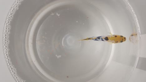 Top-View-Of-A-Betta-Fish-Swim-Inside-Fish-Bowl