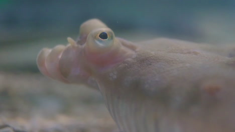 close up of flatfish  floating underwater.