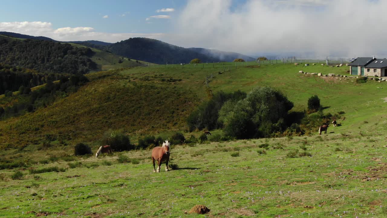 caballos marrones o ponis pottok con melena blanca pastando en campos verdes de la meseta de prat d'albis, pirineos en francia