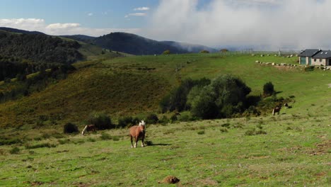 Caballos-Marrones-O-Ponis-Pottok-Con-Melena-Blanca-Pastando-En-Campos-Verdes-De-La-Meseta-De-Prat-D&#39;albis,-Pirineos-En-Francia