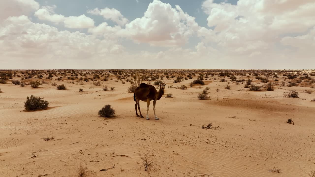 el dron está volando hacia un camello salvaje que está mirando directamente hacia la cámara en el desierto del sáhara en túnez imágenes aéreas 4k