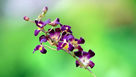 Hermosa-Flor-De-Orquídea-Púrpura-Y-Amarilla-Bajo-Las-Gotas-De-Lluvia-Y-El-Día-Ventoso,-Fondo-Borroso