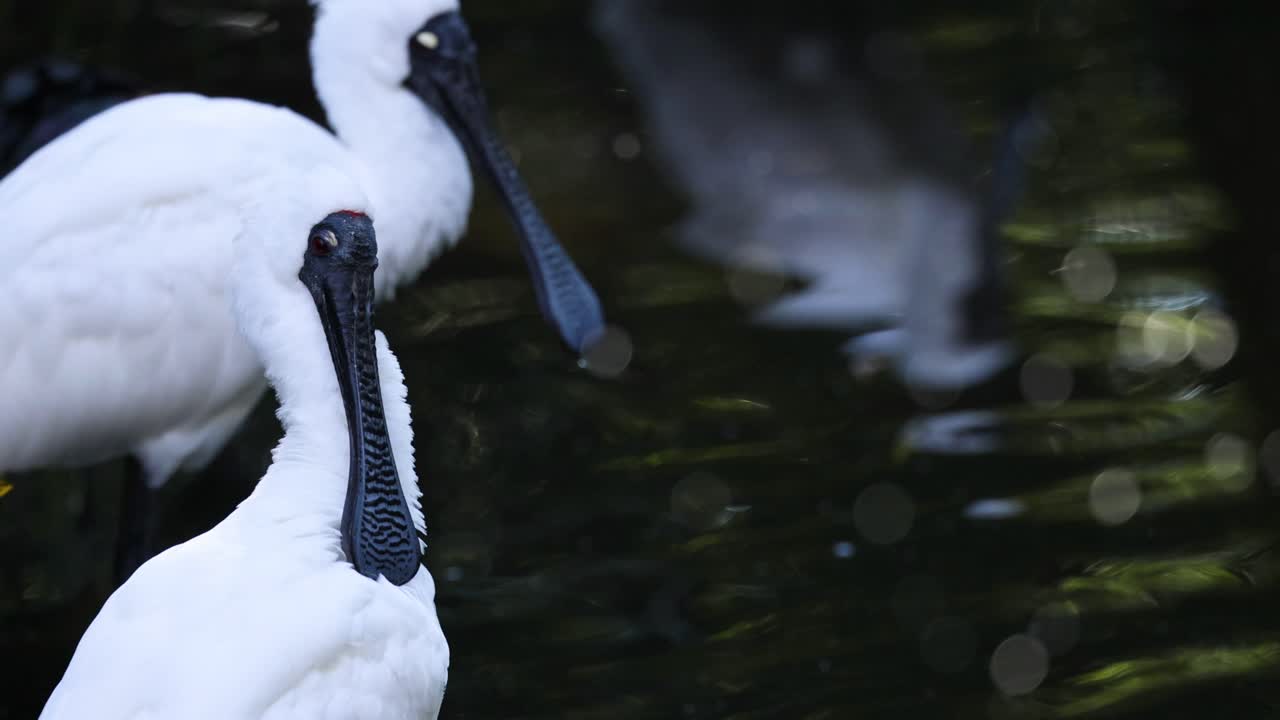 Two spoonbills grooming near water in Melbourne Zoo