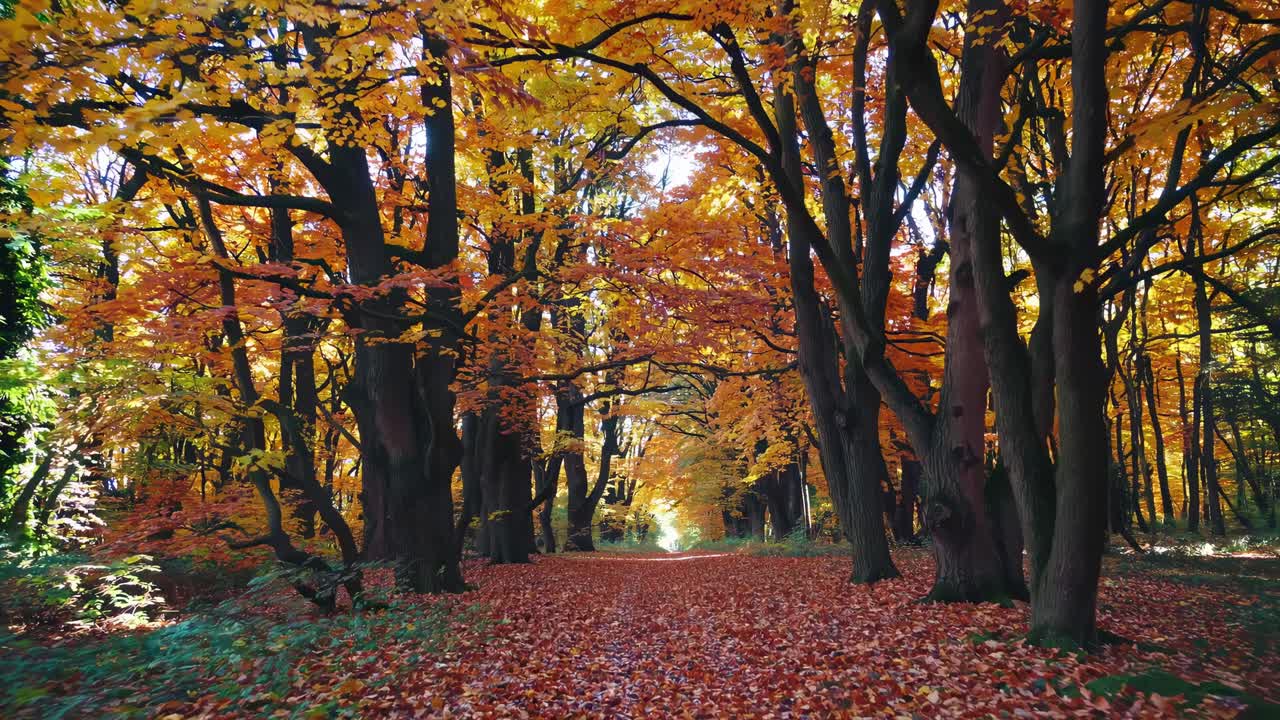 A serene forest path in autumn, captured at eye level. The vibrant foliage creates a tunnel effect