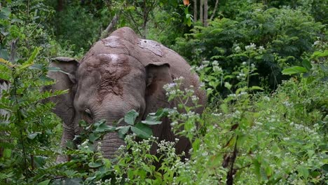 亞洲大象 (asian elephant) 是一個臨滅絕的物種,它們也生活在泰國