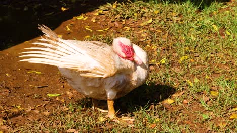 a duck preens its feathers in a sunlit farmyard, surrounded by grass and earth, showcasing natural behavior and serene environment