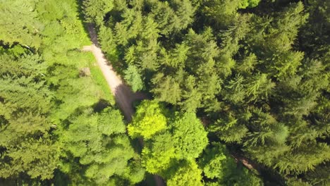 Rising-up-above-the-trees-in-castle-neroche-Forrest,-Somerset,-United-Kingdom