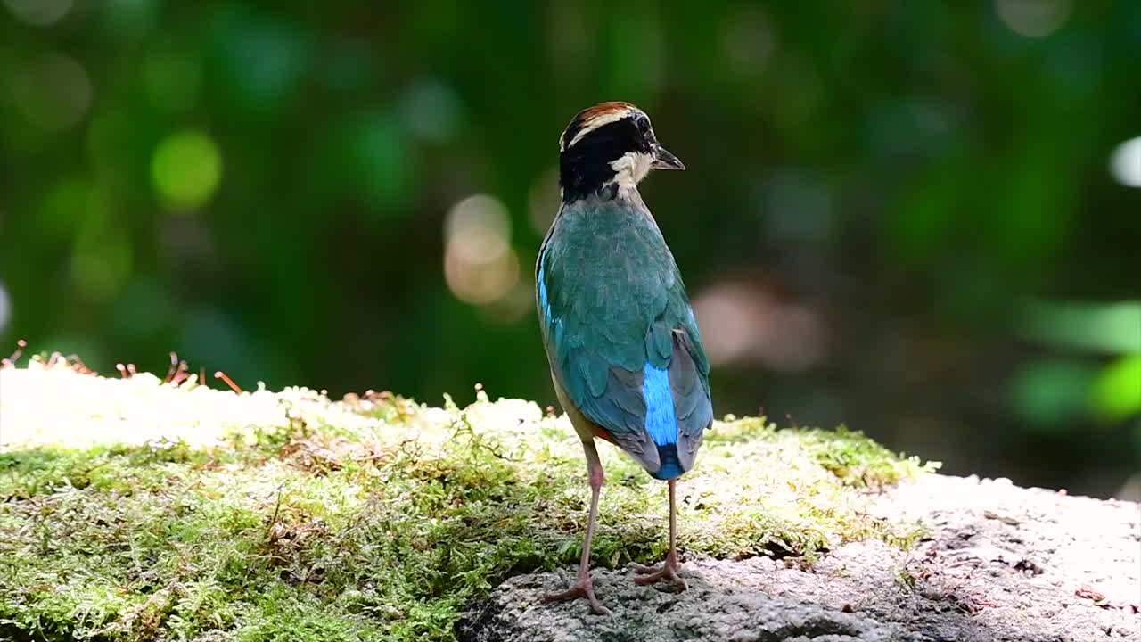 uno de los pittas más buscados y catalogado como una especie vulnerable