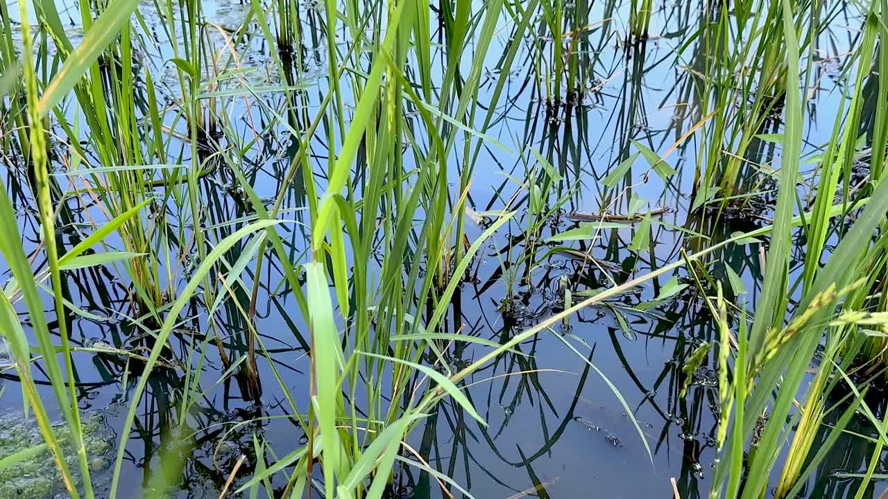 plantas de arroz verdes y exuberantes en aguas tranquilas