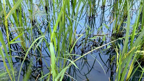 lush green rice plants in tranquil water