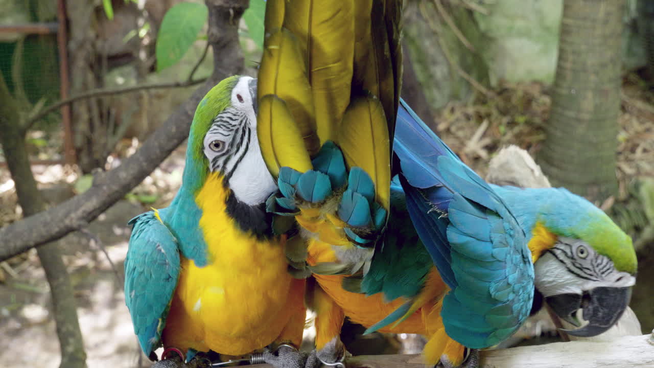 dos loros en casa hablando
