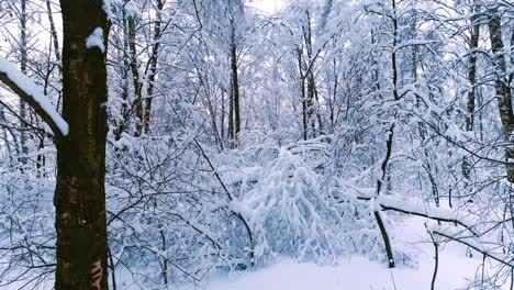 Ramas-Nevadas-En-El-Bosque.-Fondo-De-Hadas-De-Invierno