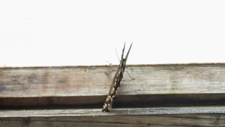 Farfalla Macro 29