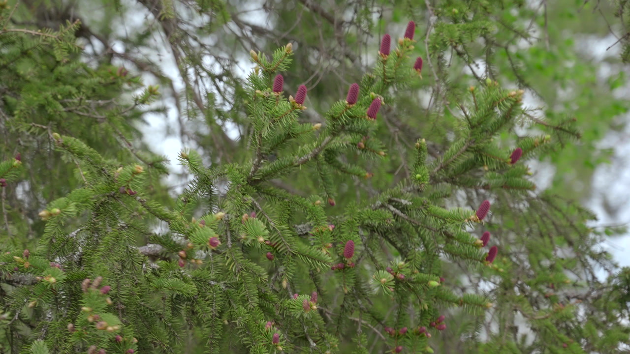 Spruce Branches With Red Cones Against Bright Sky, Closeup Of Young Buds And Needles Ecologist Notes Seasonal. Creative