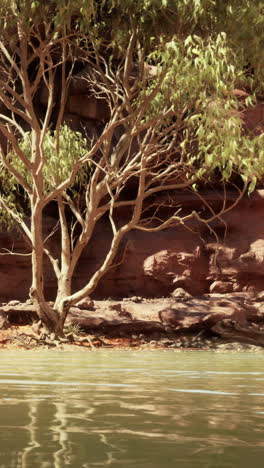 tranquil river scene with eucalyptus tree and red cliffs