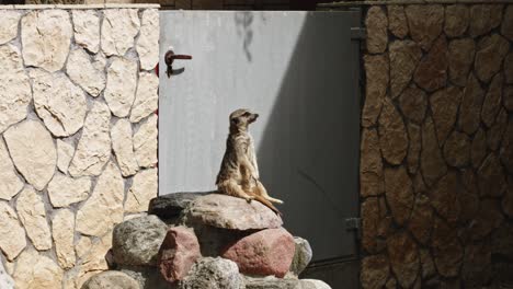 meerkat looking around on its outpost in the zoo