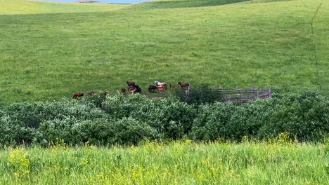 A Serene Pastoral Scene: Horses Grazing in the Lush Green Meadow Surrounded by Vibrant Foliage and Flourishing Grasslands Under a Clear Blue Sky