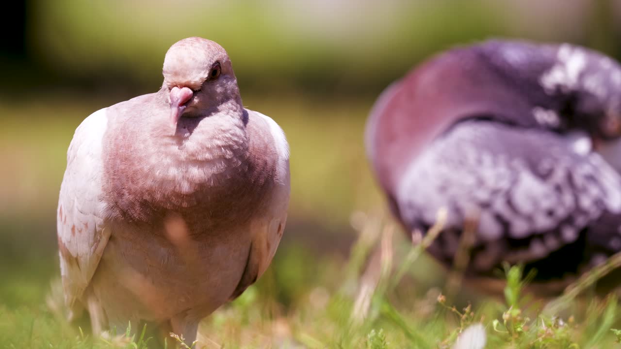 Una picciona in piedi sull'erba mentre un altro piccione si liscia le piume sullo sfondo. Scena di vita selvaggia tranquilla in un parco alla luce naturale del giorno.