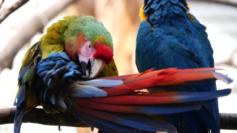 Close-up-of-colorful-Ara-Parrot-cleaning-body-with-beak-outdoors-in-nature