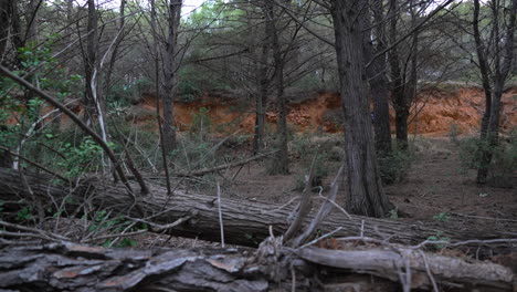 mountain biker rides between trees that leads through dense forest